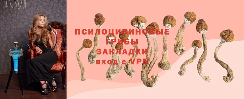 omg как войти  Мичуринск  Галлюциногенные грибы Psilocybe  хочу  